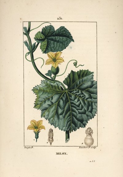 メロンの花 - メロンの花（Cucumis melo）、花、葉、蔓を持つ。Chaumeton, Poiret and Chamberetの "La Flore Medicale, Paris, Panc. "に掲載されているPierre Jean-Francois Turpinの絵をもとに、Lambert Juniorが手彩色のスティプル銅版画を描いたもの。 作： Pierre Jean Francois Turpin