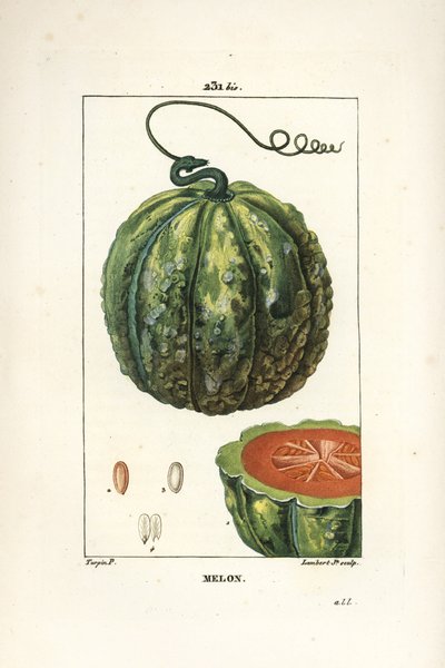 メロン（果実） - メロン（Cucumis melo）、果実の断面図。Chaumeton, Poiret and Chamberetの "La Flore Medicale, Paris, Panckoucke "に掲載されたPierre Jean-Francois Turpinの絵をもとにLambert Juniorが描いた手彩色のスティップル銅版画。 作： Pierre Jean Francois Turpin