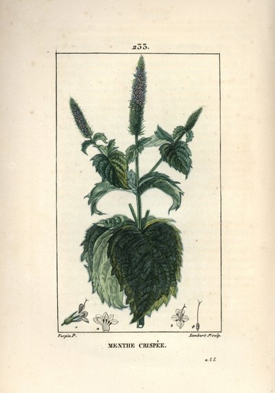 Mint crispee, frizzy or hollow - Curled mint, Mentha crispa.Chaumeton, Poiret and Chamberet
