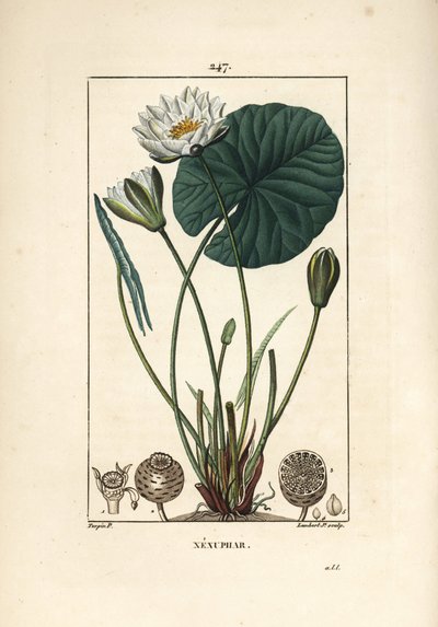 Nenuphar blanc - 白睡蓮（Nymphaea alba）、葉、花、種小胞、種子。Chaumeton, Poiret and Chamberetの "La Flore Medicale "からPierre Jean-Francois Turpinが描いたものをLambert Juniorが手彩色のスティプル銅版画にしたもの。 作： Pierre Jean Francois Turpin