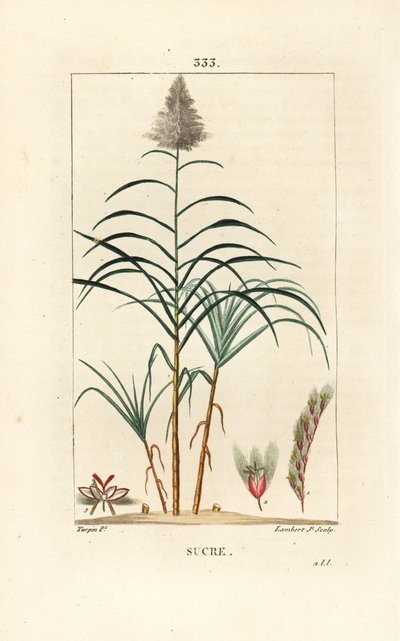 高貴な杖 - サトウキビ（Saccharum officinarum）。Chaumeton, Poiret and Chamberetの "La Flore Medicale", Paris, Panckouckeに掲載されたPierre Jean-Francois Turpinの絵からLambert Juniorが描いた手彩色のスティップル銅版画。 作： Pierre Jean Francois Turpin