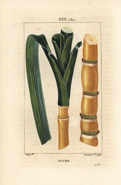 高貴なサトウキビ - サトウキビ（Saccharum officinarum）の茎と葉。Chaumeton, Poiret and Chamberetの "La Flore Medicale, Paris, Panckoucke "に掲載されたPierre Jean-Francois Turpinの絵からLambert Juniorが描いた手彩色のスティップル銅版画。 作： Pierre Jean Francois Turpin