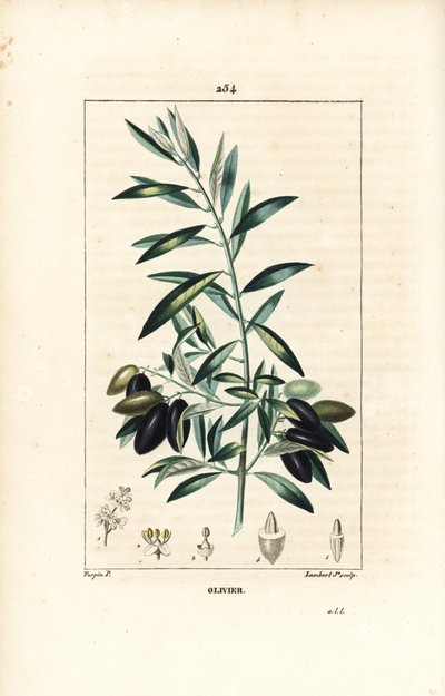 オリヴィエ - オリーブの木（Olea europaea）、葉、枝、果実、種子付き。ピエール・ジャン・フランソワ・テュルパンが描いた絵をランベール・ジュニアが手彩色のスティプル銅版画にしたもので、ショーメトン、ポワレ、シャンベの「医学的花」（パリ、パンクー）より 作： Pierre Jean Francois Turpin