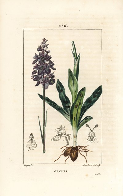 Orchis male or satyrion male - 花、茎、葉、球根を持つ、初期の紫または雄の蘭、Orchis mascula。ピエール・ジャン・フランソワ・トルパンが描いた絵をランベール・ジュニアが手彩色のスティプル銅版画にしたもので、ショーメトン、ポワレ、シャンベの 作： Pierre Jean Francois Turpin