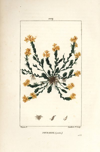 Orpin acre - Golden stonecrop, Sedum acre.Chaumeton, Poiret and Chamberetの "La Flore Medicale, Paris, Panckoucke "に掲載されたPierre Jean-Francois Turpinの絵をもとにLambert Juniorが描いた手彩色のスティップル銅版画。 作： Pierre Jean Francois Turpin