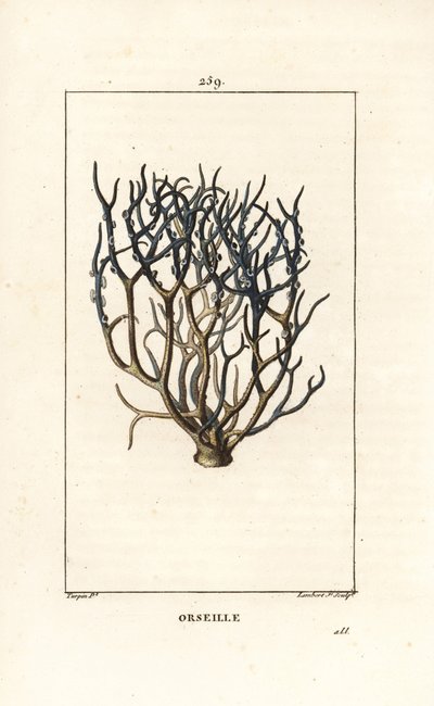 オルセーユまたはフレンチパープル（地衣類） - オルセーインまたはアーチル、Roccella tinctoria、カーボベルデ諸島の染料に使われる地衣類。ピエール・ジャン・フランソワ・テュルパンが描いた絵をもとに、ランベール・ジュニアが手彩色のスティプル銅版画で描いたもので、「ショーメトン」「ポワレ・アン」の作品。 作： Pierre Jean Francois Turpin