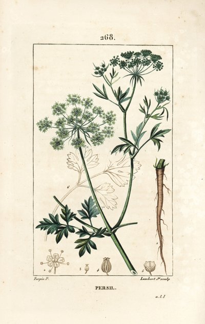 Parsley - ガーデンパセリ（Petroselinum crispum）の花、葉、茎、根、種。Chaumeton, Poiret and Chamberetの "La Flore Medicale "に掲載されたPierre Jean-Francois Turpinの絵をもとにLambert Juniorが描いた手彩色のスティプル銅版画。 作： Pierre Jean Francois Turpin