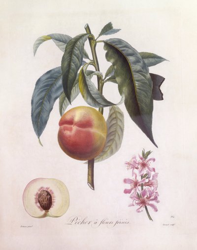 桃（Prunus persica）、Henry Louis Duhamel du Monceau、Pierre Jean Francois Turpinによるボタニカルプレート 作： Pierre Jean Francois Turpin