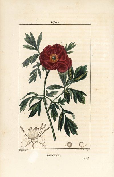 シャクヤク（Paeonia officinale） - 花、葉、花の部分の輪郭を持つヨーロッパのシャクヤク。ショーメトン、ポワレ、シャンベの "La F "からピエール・ジャン＝フランソワ・テュルパンが描いた図案をもとに、ランベール・ジュニアが手彩色のスティプル銅版画を制作。 作： Pierre Jean Francois Turpin