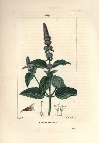 ペパーミント - Peppermint, Mentha piperita.Chaumeton, Poiret and Chamberetの "La Flore Medicale", Paris, Panckouckeに掲載されたPierre Jean-Francois Turpinの絵をもとにLambert Juniorが描いた手彩色のスティップル銅版画。 作： Pierre Jean Francois Turpin