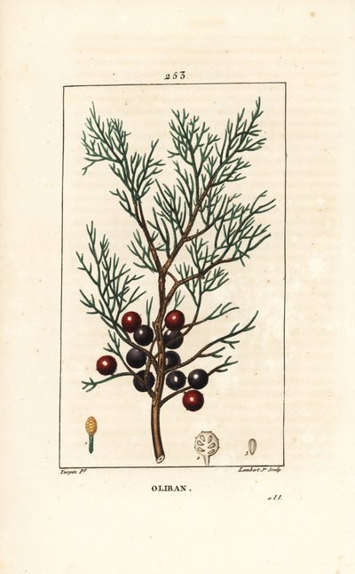 フェニキアのジュニパー、アラール、またはインセンス、Juniperus phoenicea、枝、葉、実。PoのChaumetonにあるPierre Jean-Francois Turpinの絵からLambert Juniorが描いた手彩色のスティプル銅版画。 作： Pierre Jean Francois Turpin