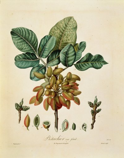 ピスタチオ（Pistacia vera） by Francois Turpin 作： Pierre Jean Francois Turpin