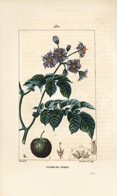 potato (じゃがいも) - 花、葉、茎、果実を持つSolanum tuberosumのじゃがいも。パリで出版されたChaumeton, Poiret and Chamberetの "La Flore Medicale "に掲載されたPierre Jean-Francois Turpinの絵からLambert Juniorが描いた手彩色のスティプル銅版画 作： Pierre Jean Francois Turpin