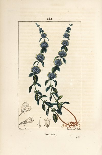 Pouliot Mint - 花、葉、茎、根、種を持つペニーロイヤル・ミント（Mentha pulegium）。Chaumeton, Poiret and Chamberetの "La Flore Medicale "に掲載されたPierre Jean-Francois Turpinの絵をもとにLambert Juniorが描いた手彩色のスティプル銅版画。 作： Pierre Jean Francois Turpin