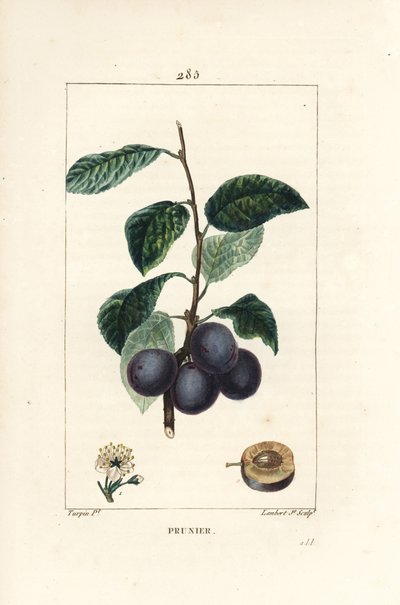 Prune - Plum or plum tree, Prunus domestica, with fruit, leaf, blossom, branch and ripe fruit in section.ショーメトン、ポワレ、シャンベの「L」に掲載されたピエール・ジャン＝フランソワ・テュルパンの絵をもとに、ランベール・ジュニアが手彩色のスティプル銅版画を描いたもの。 作： Pierre Jean Francois Turpin