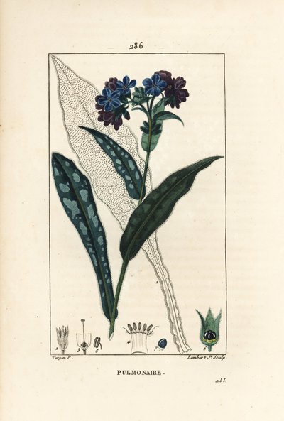 Pulmonary officinale - Lungwort, Pulmonaria officinalis, 花、葉、茎、葉の輪郭を持つ。Chaumeton, Poiret and Chamberetの「La」からPierre Jean-Francois Turpinが描いた絵をLambert Juniorが手彩色のスティプル銅版画にしたもの。 作： Pierre Jean Francois Turpin