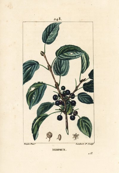 Purgative buckthorn, Cathartic buckthorn or offic buckthorn - Purging buckthorn, Rhamnus cathartica.Chaumeton, Poiret and Chamberet
