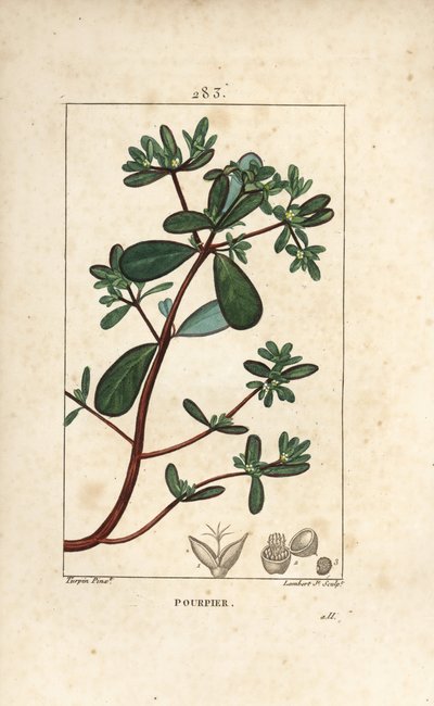 葉、茎、花をつけたプルスレーヌ（Porculaca oleracea）。Chaumeton, Poiret and Chamberetの "La Flore Medicale, Paris, Panckouck "に掲載されたPierre Jean-Francois Turpinの絵をもとにLambert Juniorが描いた手彩色のスティプル銅版画。 作： Pierre Jean Francois Turpin