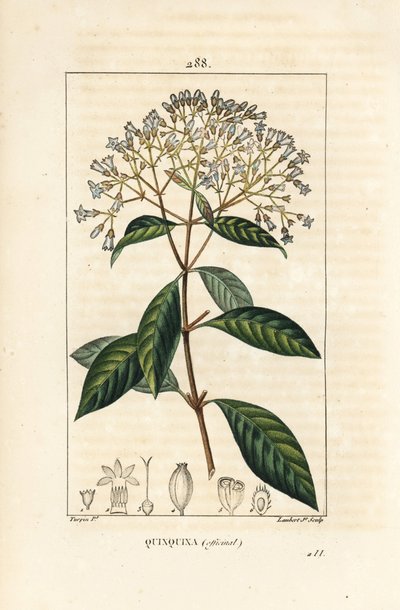 Quinquina - キニーネまたはペルーの樹皮の木、Cinchona officinalis、花、枝、葉、種。Chaumeton, Poiret and Chamberetの「La Flo」に掲載されたPierre Jean-Francois Turpinの絵をもとにLambert Juniorが描いた手彩色のスティプル銅版画。 作： Pierre Jean Francois Turpin