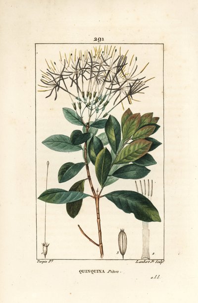 花、葉、茎、種を持つExostema sanctae-luciae（Syn.Cinchona floribunda）。Chaumeton, Poiret and Chamberetの「La」からPierre Jean-Francois Turpinが描いた絵をLambert Juniorが手彩色のスティプル銅版画にしたもの。 作： Pierre Jean Francois Turpin