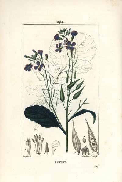 ラディッシュ - Radish, Raphanus sativus, with flower, leaf, seed and leaf outline.Chaumeton, Poiret and Chamberetの "La Flore Medicale, Paris, Pa "に掲載されたPierre Jean-Francois Turpinの絵をもとにLambert Juniorが描いた手彩色のスティプル銅版画。 作： Pierre Jean Francois Turpin