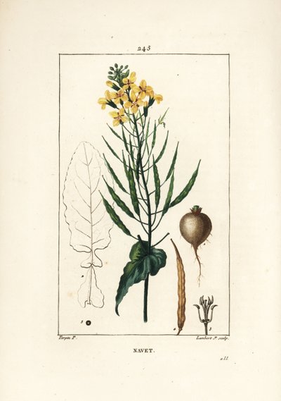 菜種（Brassica napus）、葉、花、根。Chaumeton, Poiret and Chamberetの "La Flore Medicale", Paris, Panckouckeに掲載されたPierre Jean-Francois Turpinの図からLambert Juniorが描いた手彩色のスティップル銅版画。 作： Pierre Jean Francois Turpin