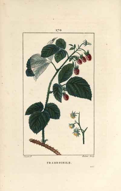 Raspberry - Raspberry (Rubus idaeus) の花、葉、とげ、熟した果実。Chaumeton, Poiret et Chamberetの "La Flore Medicale, P "に掲載されたPierre Jean-Francois Turpinの絵をもとにLambert Juniorが描いた手彩色のスティプル銅版画。 作： Pierre Jean Francois Turpin