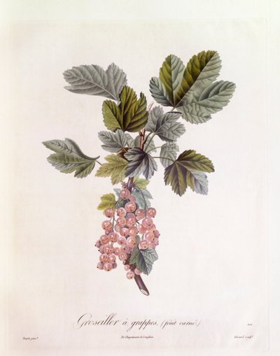 赤スグリ（Ribes rubrum）、Henry Louis Duhamel du Monceau、Pierre Jean Francois Turpinによる植物画プレート 作： Pierre Jean Francois Turpin