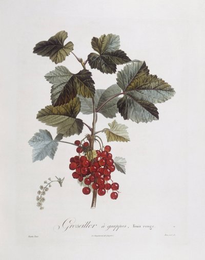 赤スグリ（Ribes rubrum）、Henry Louis Duhamel du Monceau、Pierre Jean Francois Turpinによる植物画プレート 作： Pierre Jean Francois Turpin