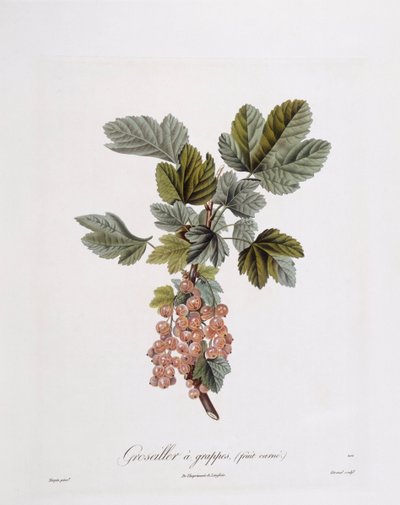 赤スグリ（Ribes rubrum）、Henry Louis Duhamel du Monceau、Pierre Jean Francois Turpinによる植物画プレート 作： Pierre Jean Francois Turpin