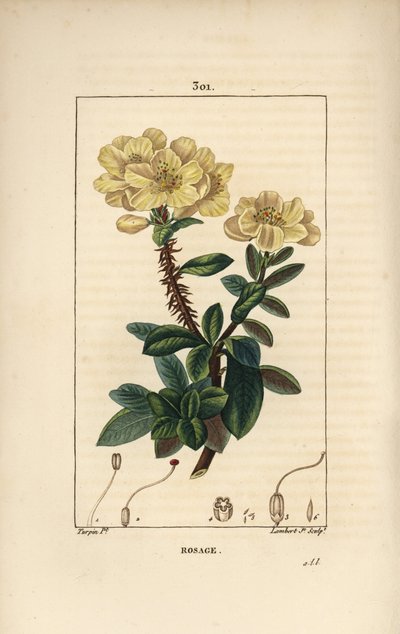 Rhododendron geant - Rosebay, Hymenanthes maxima (Rhododendron maximum), with flower, thorny stem, leaf and seed.Chaumeton, Poiret and Chambere」のPierre Jean-Francois Turpinの絵をもとにLambert Juniorが描いた手彩色のスティプル銅版画。 作： Pierre Jean Francois Turpin