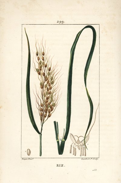 Rice - Rice, Oryza sativa, with leaf, seed and stalk.Chaumeton, Poiret and Chamberetの "La Flore Medicale", Paris, Panckouckeに掲載されたPierre Jean-Francois Turpinの絵をもとにLambert Juniorが描いた手彩色のスティプル銅版画。 作： Pierre Jean Francois Turpin