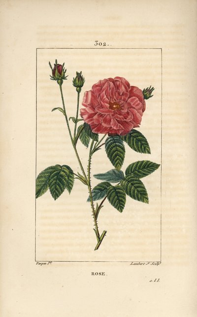 Rose de France or Rose de Provins - Rose, Rosa gallica, with bud, flower, leaf and thorny stem.ピエール・ジャン・フランソワ・テュルパンが描いたショーメトン、ポワレ、シャンベの "La Flore Me "の図版をもとに、ランベール・ジュニアが手彩色のスティプル銅版画を制作。 作： Pierre Jean Francois Turpin