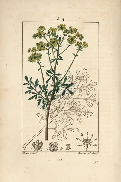 Rue des jardins or Rue fetide - 優雅なハーブ、Ruta graveolensの花、葉、茎、種、輪郭。ピエール・ジャン・フランソワ・テュルパンがショーメトン、ポワレ、シャムに描いた絵をもとに、ランベール・ジュニアが手彩色のスティプル銅版画を制作。 作： Pierre Jean Francois Turpin