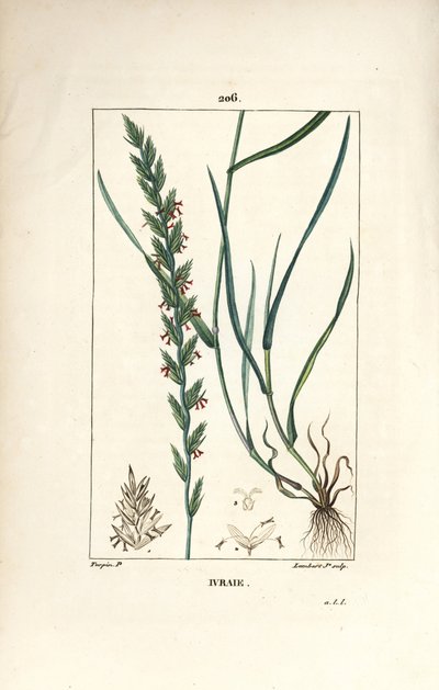 ライグラス（Gramen loliaceum）。Chaumeton, Poiret and Chamberetの "La Flore Medicale", Paris, PanckouckeからのPierre Jean-Francois Turpinの絵をLambert Juniorが手彩色のスティプル銅版画にしたもの。 作： Pierre Jean Francois Turpin