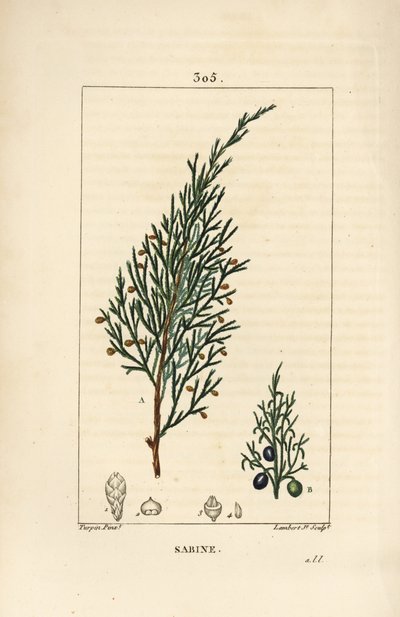 サビーン・ジュニパー（Juniperus sabina）、実、葉、茎、種付き。Chaumeton, Poiret and Chamberetの "La Flore Medicale"、Paris, PanckouckeよりPierre Jean-Francois Turpinが描いたものをLambert Juniorが手彩色のスティプル銅版画にしたもの。 作： Pierre Jean Francois Turpin