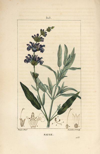 Sage officinale - 花、葉、茎、種を持つコモンセージ（Salvia officinalis）。Chaumeton, Poiret and Chamberetの "La Flore Medicale "からPierre Jean-Francois Turpinが描いたものをLambert Juniorが手彩色のスティプル銅版画にしたもの。 作： Pierre Jean Francois Turpin