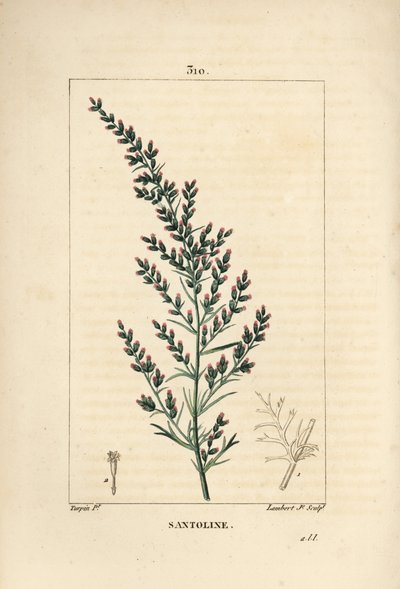 Sagebrush variete - Wormseed or Tatarian southernwood, Artemisia santonicum.Chaumeton, Poiret and Chamberetの "La Flore Medicale, Paris, Pa "に掲載されているPierre Jean-Francois Turpinの絵をもとにLambert Juniorが描いた手彩色のスティップル銅版画。 作： Pierre Jean Francois Turpin