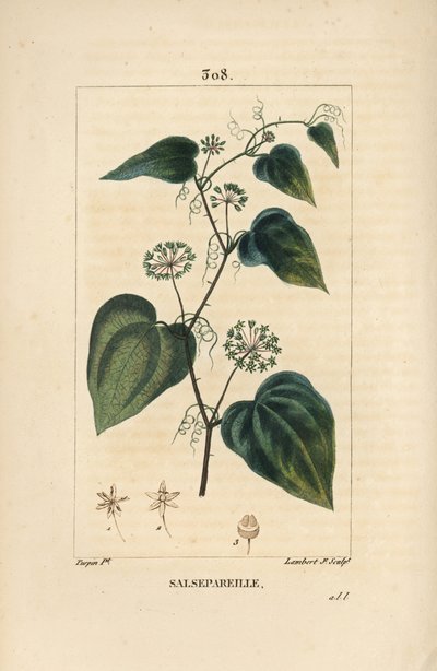 Salsepareille or Mountain Granon, Spiny Bindweed, Spiny Liset - 花、茎、巻きひげ、葉、種を持つ、荒いキンポウゲ（Smilax aspera）。ピエール・ジャン・フランソワ・トゥーが描いた絵をランバート・ジュニアが手彩色のスティプル銅版画にしたもの。 作： Pierre Jean Francois Turpin