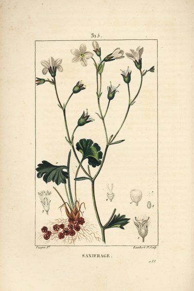 Saxifrage granulee or Saxifrage a bulbbles - 花、葉、茎、根を持つユキノシタ（Saxifraga granulata）。ピエール・ジャン・フランソワ・テュルパンが描いた絵をランベール・ジュニアが手彩色のスティプル銅版画にしたもので、『ショーメトン、ポワレ、シャ』より 作： Pierre Jean Francois Turpin