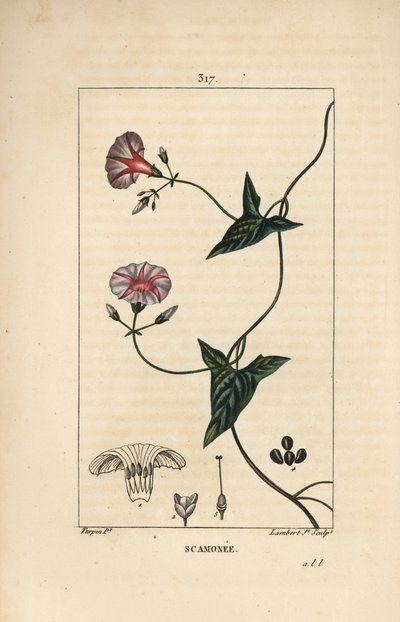 Scammonee - 花、葉、茎、登り蔓を持つスカモニ（Convolvulus scammonia）。Chaumeton, Poiret and Chamberetの「La Flore Medica」からPierre Jean-Francois Turpinが描いたものをLambert Juniorが手彩色のスティプル銅版画で表現したもの。 作： Pierre Jean Francois Turpin