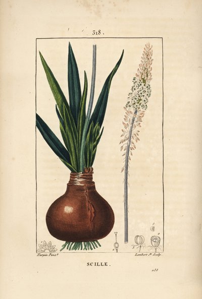球根、葉、茎、花を持つウミイカ（Drimia maritima）。Chaumeton, Poiret and Chamberetの "La Flore Medicale", Paris, Panckouckeに掲載されたPierre Jean-Francois Turpinの絵をもとにLambert Juniorが描いた手彩色のスティプル銅版画。 作： Pierre Jean Francois Turpin