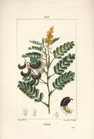 花、葉、茎、種を持つ、アレキサンドリアのセンナ（Senna alexandrina）。パリで出版されたChaumeton, Poiret and Chamberetの "La Flore Medicale "に掲載されたPierre Jean-Francois Turpinの絵をもとにLambert Juniorが描いた手彩色のスティプル銅版画。 作： Pierre Jean Francois Turpin