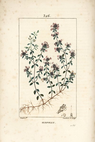 花、葉、茎、根を持つ、クリーピングタイム（野生のタイム）Thymus serpyllum。Chaumeton, Poiret and Chamberet」に掲載されているPierre Jean-Francois Turpinの絵をもとに、Lambert Juniorが手彩色のスティプル銅版画を制作。 作： Pierre Jean Francois Turpin