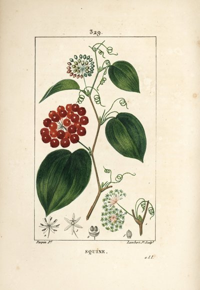 Smilax Variety - Smilax china, with flower, tendril, leaf, and fruit.Chaumeton, Poiret and Chamberetの "La Flore Medicale "からPierre Jean-Francois Turpinが描いたものをLambert Juniorが手彩色のスティプル銅版画で表現。 作： Pierre Jean Francois Turpin