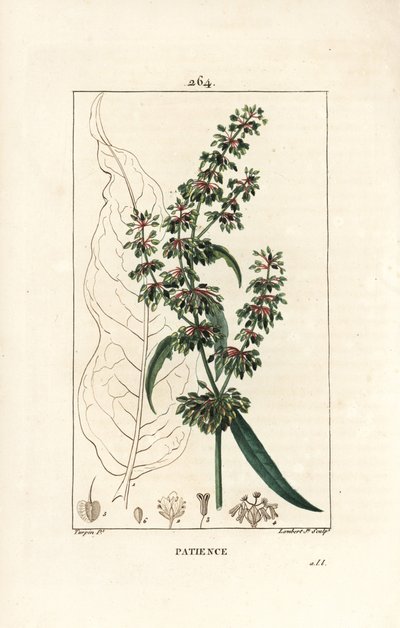 Spinard sorrel ou patience des moines - Patience dock, Rumex patientia, with flower, stalk, leaves, seed and leaf outline.ピエール・ジャン・フランソワ・テュルパンが描いた絵をもとに、ランベール・ジュニアが手彩色のスティプル銅版画を描いたもので、「ショーメトン、ポワレと」より 作： Pierre Jean Francois Turpin