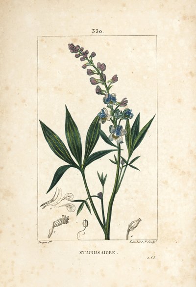 Staphisagria - 花、葉、茎、種を持つDelphinium staphisagria（リーベイン）。Chaumeton, Poiret and Chamberetの「La Flore」からPierre Jean-Francois Turpinが描いた絵をLambert Juniorが手彩色でスティプル銅版画にしたもの。 作： Pierre Jean Francois Turpin