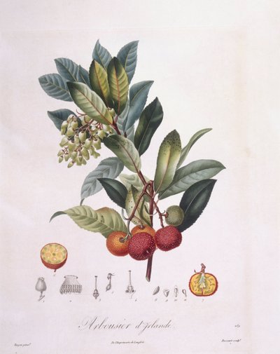 イチゴの木（Arbutus unedo）、Henry Louis Duhamel du Monceau、Pierre Jean Francois Turpinによるボタニカルプレート 作： Pierre Jean Francois Turpin