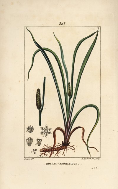 種子、葉、根を持つ甘い香りのする旗、Acorus calamus。Chaumeton, Poiret and Chamberetの "La Flore Medicale", Paris, Panckouckeに掲載されたPierre Jean-Francois Turpinの絵からLambert Juniorが描いた手彩色のスティップル銅版画。 作： Pierre Jean Francois Turpin