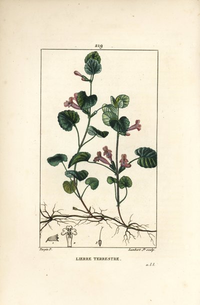 地上のツタ - 地上のツタ、Hedera terrestris。Chaumeton, Poiret and Chamberetの "La Flore Medicale, Paris, Panckoucke "に掲載されたPierre Jean-Francois Turpinの図からLambert Juniorが描いた手彩色のスティップル銅版画。 作： Pierre Jean Francois Turpin